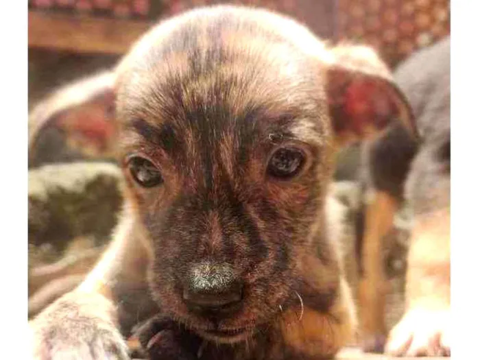 Cachorro ra a Não Definida idade 2 a 6 meses nome Caçula