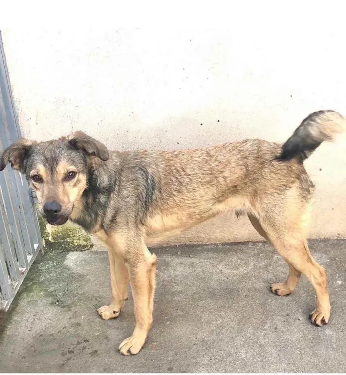 Cachorro raça Srd idade 1 ano nome Lupycínio