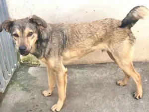 Cachorro raça Srd idade 1 ano nome Lupycínio