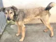 Cachorro raça Srd idade 1 ano nome Lupycínio