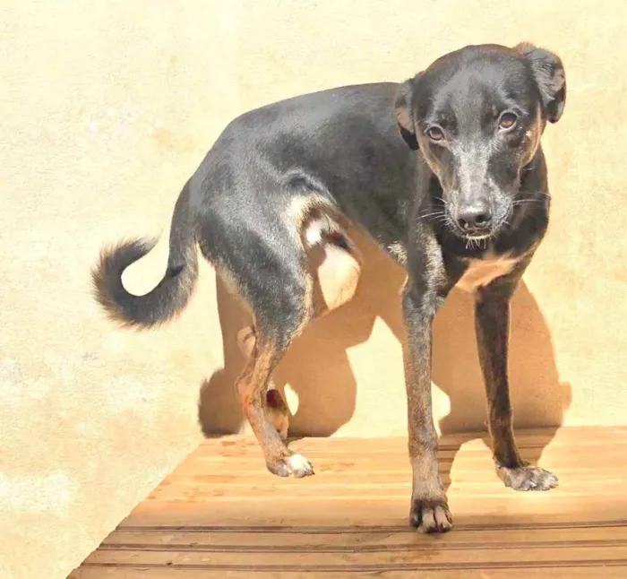 Cachorro raça Srd idade 2 anos nome Polly