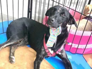 Cachorro raça Srd idade 2 anos nome Polly