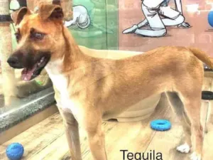 Cachorro raça Srd idade 7 a 11 meses nome Tequila