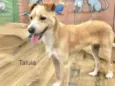 Cachorro raça Srd idade 7 a 11 meses nome Talula