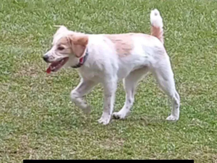 Cachorro ra a Cocker com border collie  idade 2 a 6 meses nome Penélope