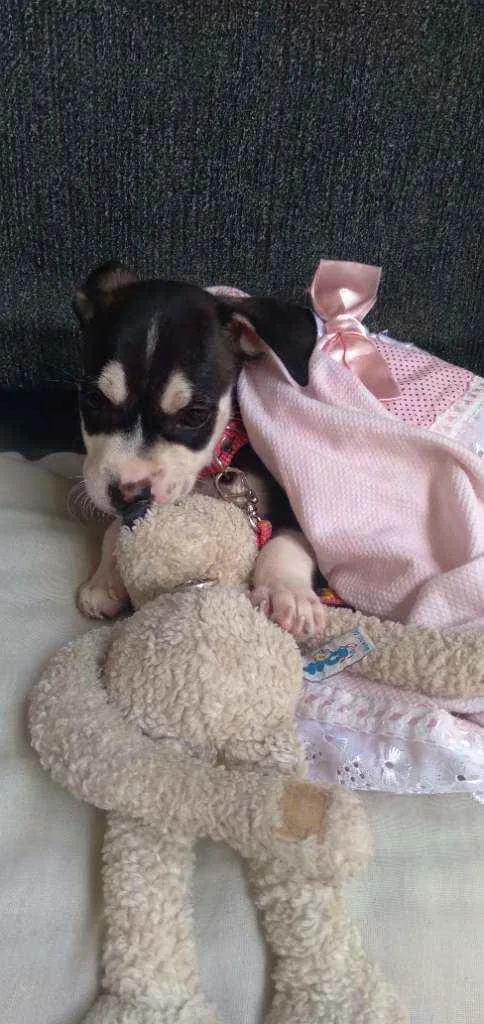 Cachorro raça Sem raça definida. idade Abaixo de 2 meses nome Lucy