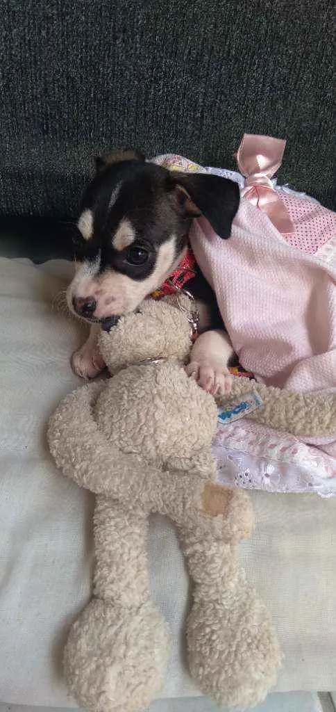 Cachorro raça Sem raça definida. idade Abaixo de 2 meses nome Lucy