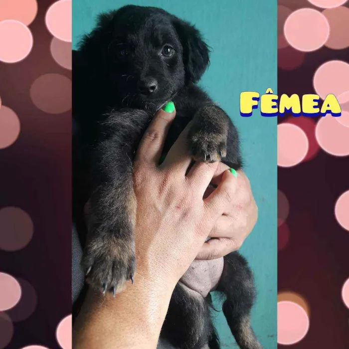 Cachorro raça SRD idade Abaixo de 2 meses nome Sem nome