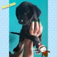 Cachorro raça SRD idade 2 a 6 meses nome Sem nome