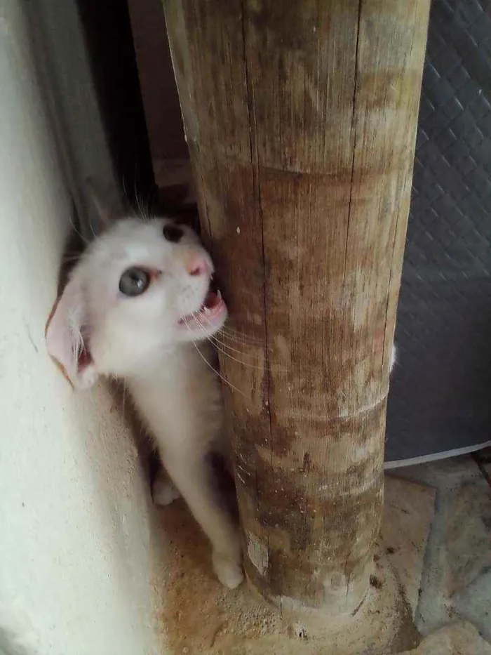 Gato ra a vira-lata idade 2 a 6 meses nome sem nome