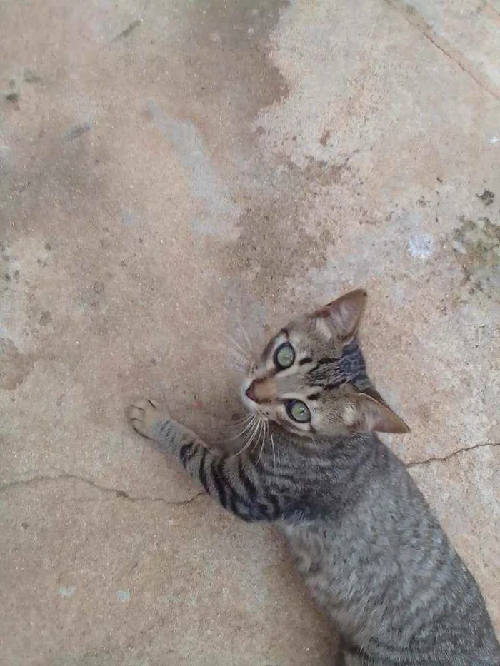 Gato ra a vira-lata idade 2 a 6 meses nome sem nome