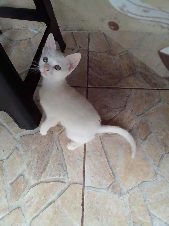 Gato ra a vira-lata idade 2 a 6 meses nome sem nome