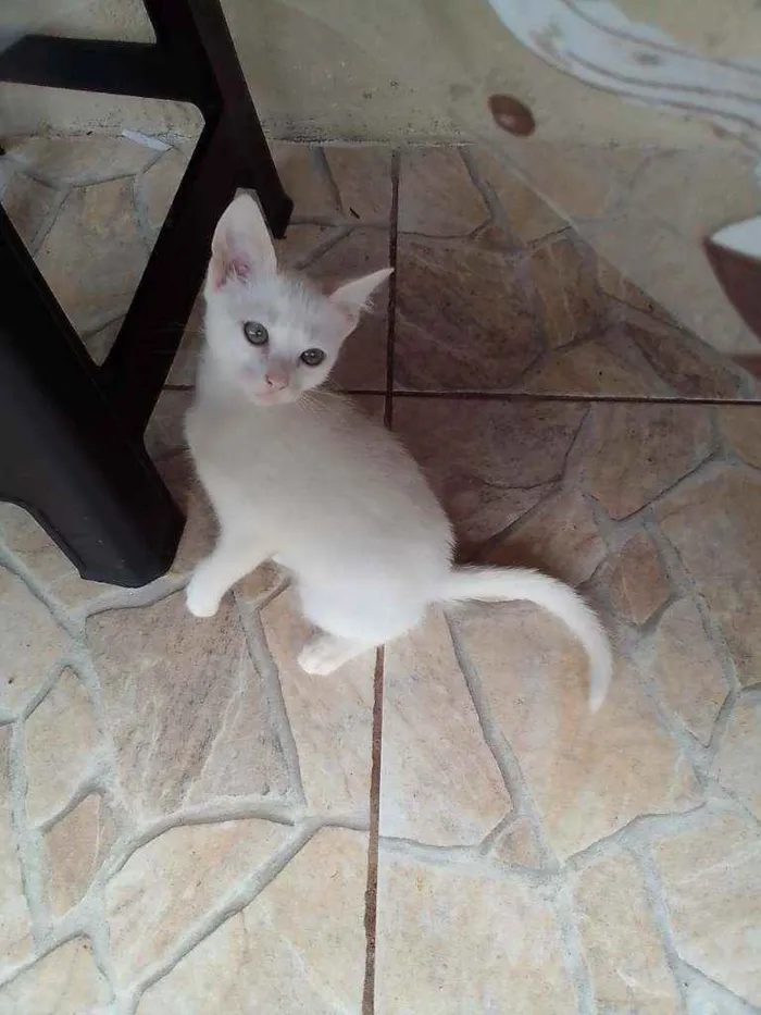 Gato ra a vira-lata idade 2 a 6 meses nome sem nome