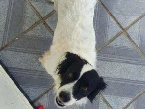 Cachorro raça SRD com Border Collie idade 6 ou mais anos nome Lua