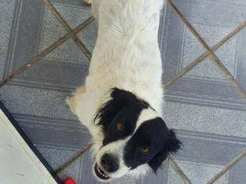 Cachorro ra a SRD com Border Collie idade 6 ou mais anos nome Lua