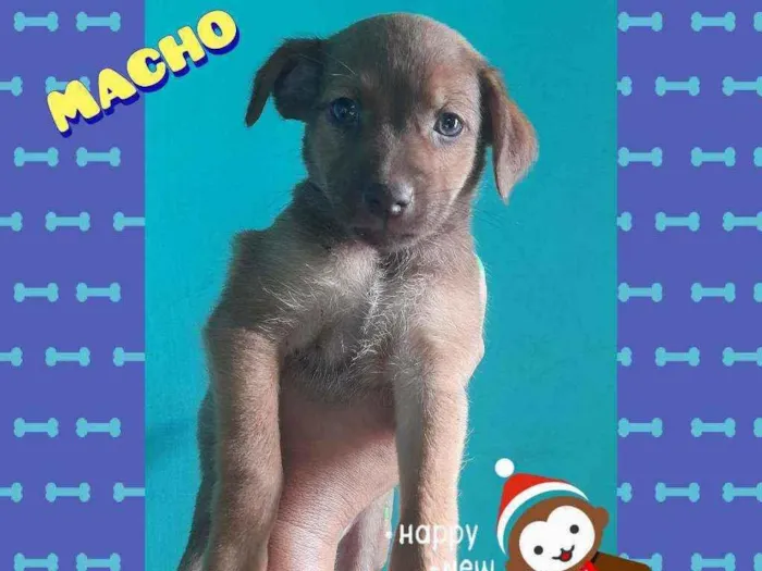 Cachorro raça SRD idade Abaixo de 2 meses nome Sem nome