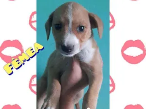 Cachorro raça SRD idade Abaixo de 2 meses nome Sem nome