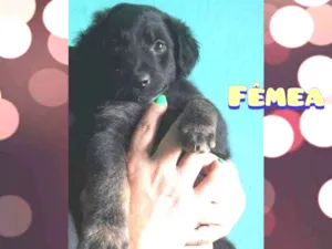 Cachorro raça SRD idade Abaixo de 2 meses nome Sem nome