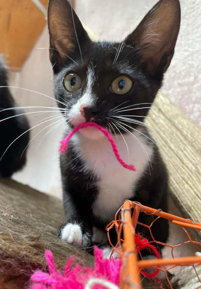 GATINHOS PARA ADOÇÃO