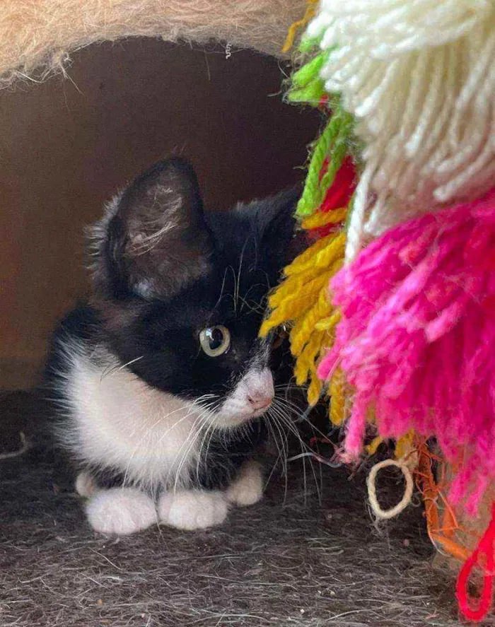 Gato raça SRD idade Abaixo de 2 meses nome GATINHOS PARA ADOÇÃO