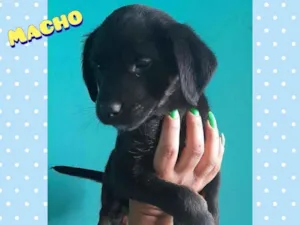 Cachorro raça SRD idade 2 a 6 meses nome Sem nome