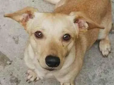 Cachorro ra a Salsicha salsichinha idade 2 anos nome Jurpiter