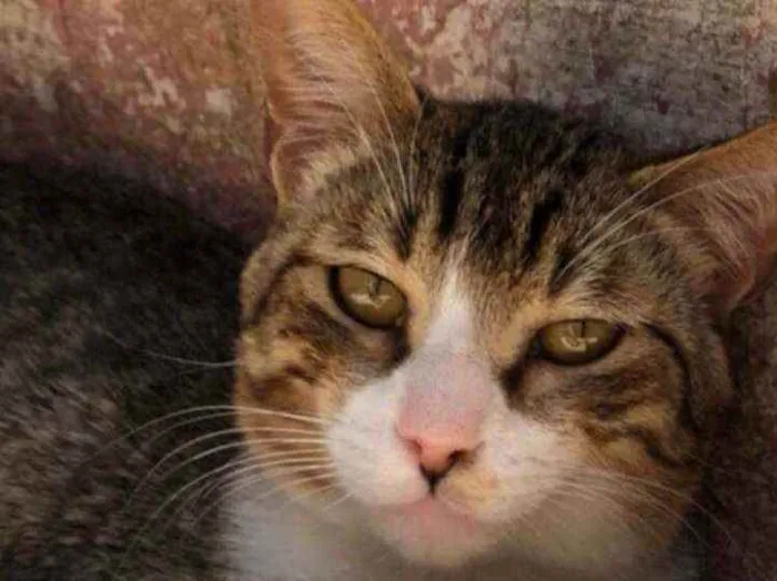 Gato raça SRD idade 1 ano nome FRANCISCO