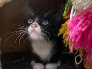 Gato raça SRD idade Abaixo de 2 meses nome GATINHOS PARA ADOÇÃO