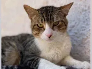 Gato raça SRD idade 1 ano nome FRANCISCO