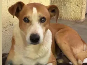 Cachorro raça SRD idade 1 ano nome DOG