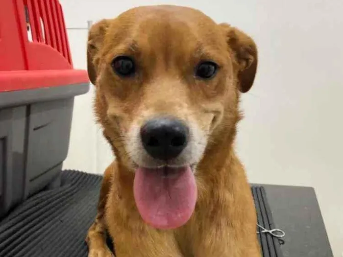 Cachorro raça SRD idade 1 ano nome LADY