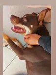 Mel