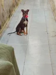 Mel