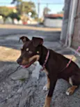 Mel