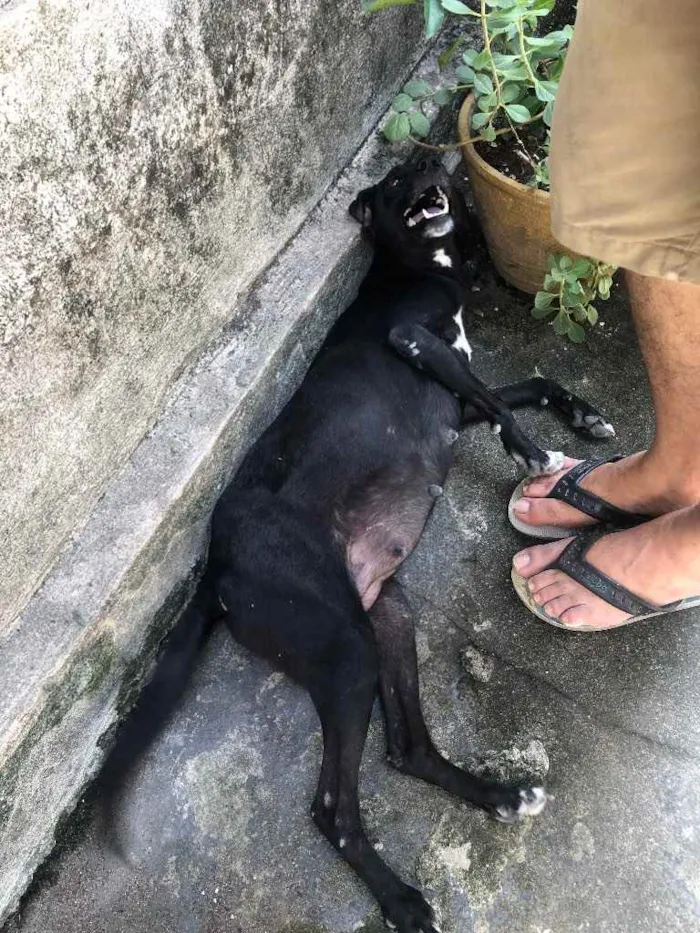 Cachorro ra a Vira lata idade 2 a 6 meses nome Nina