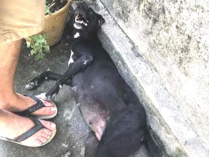 Cachorro ra a Vira lata idade 2 a 6 meses nome Nina