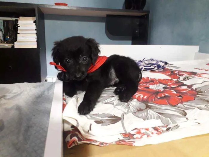 Cachorro raça Srd idade Abaixo de 2 meses nome Dengoso