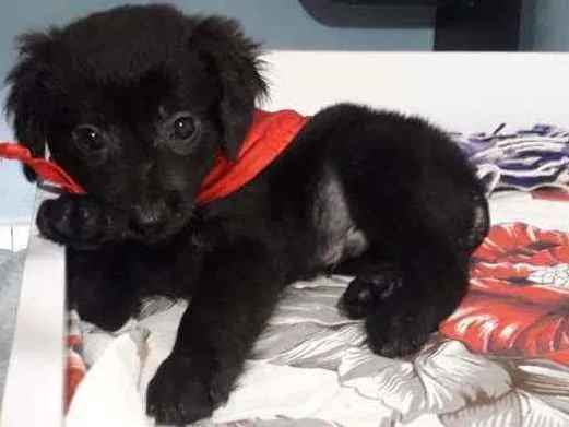 Cachorro raça Srd idade Abaixo de 2 meses nome Dengoso