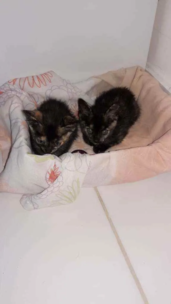 Gato raça Srd idade Abaixo de 2 meses nome Keith e Kaily