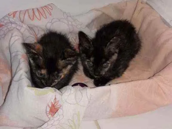 Gato raça Srd idade Abaixo de 2 meses nome Keith e Kaily