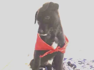 Cachorro raça Srd idade Abaixo de 2 meses nome Soneca 