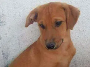 Cachorro raça SRD idade 2 a 6 meses nome Bob