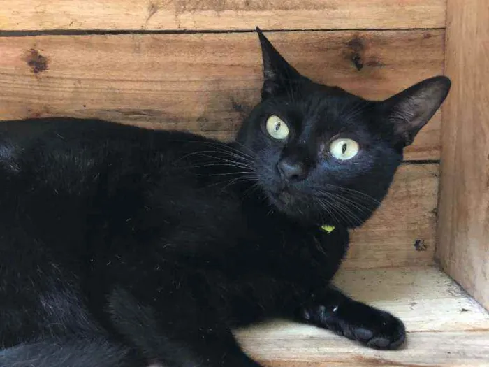 Gato raça SRD idade 7 a 11 meses nome MARIA