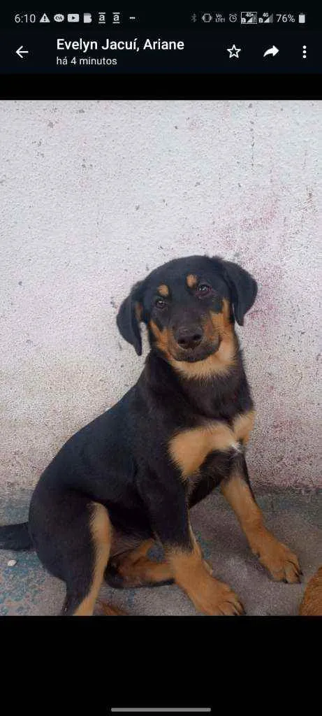 Cachorro ra a SRD idade 2 a 6 meses nome Bella 