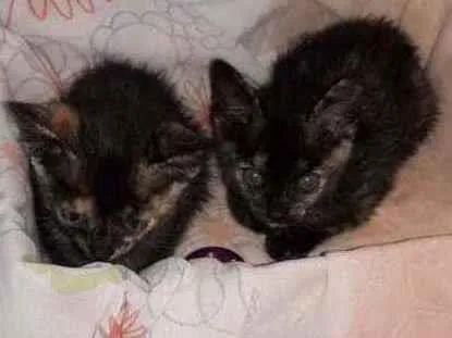 Gato raça Srd idade Abaixo de 2 meses nome Keith e Kaily