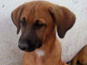 Cachorro raça SRD idade 2 a 6 meses nome Billy