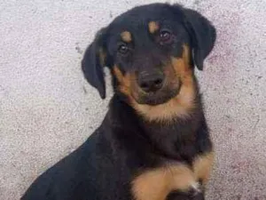 Cachorro raça SRD idade 2 a 6 meses nome Bella 