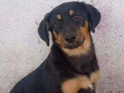 Cachorro ra a SRD idade 2 a 6 meses nome Bella 