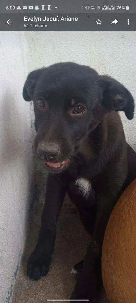 Cachorro ra a SRD idade 2 a 6 meses nome Pituca 