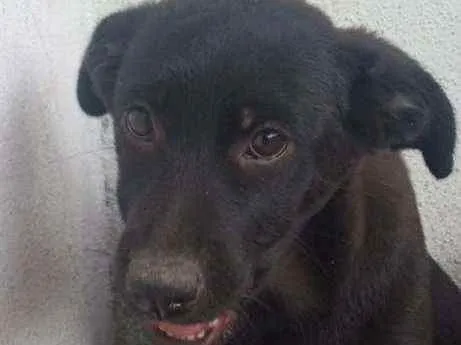 Cachorro ra a SRD idade 2 a 6 meses nome Pituca 